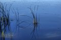 reeds lbg